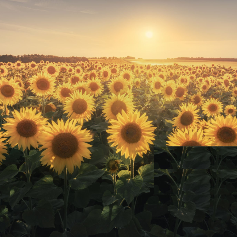 Zonnenbloemen